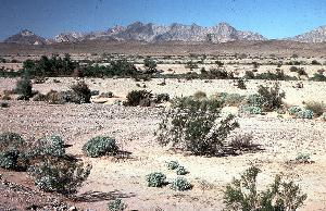 典型沙漠照片