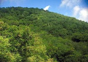 典型的热带森林照片