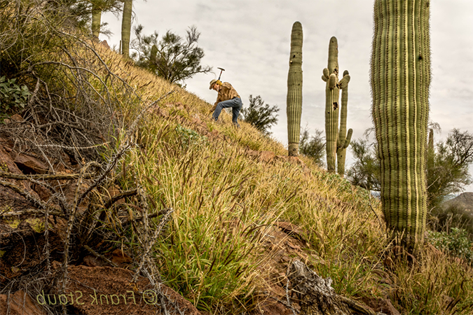 Volunteer removing buffelgrass on a hillside using a pick